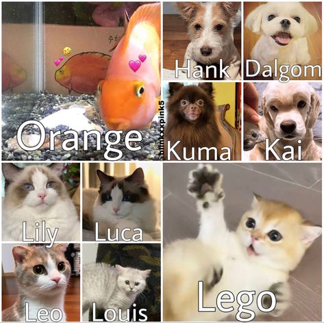 Blackpink With Animals, Blackpink Pets, Rose Dog Blackpink, Jennies Dog, Blackpink With Pets, Jennie's Dog, Lisa With Her Cat, Blackpink Funny, Fandom Memes