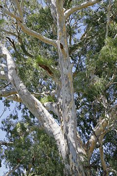 Eucalyptus camaldulensis Red River Gum, Murray Red Gum, River Red Eucalyptus Eucalyptus Camaldulensis, Eucalyptus Deglupta, Australian Trees, Apricot Tree, Coffee Tree, Eucalyptus Tree, Plum Tree, Pepper Plants, Rose Bush