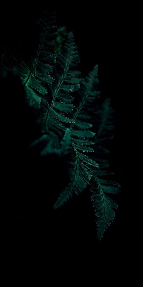 Deep Forest Green Aesthetic, Flowers Dark Background, Notion Pictures, Green Nature Wallpaper, Viridian Green, Green Leaf Background, Deep Winter Colors, Flowers Dark, Personal Investigation