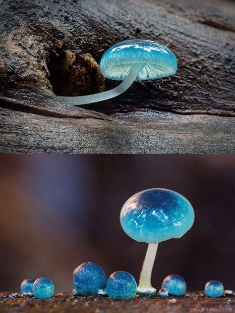 Blue Mycena Mushroom, Mycena Mushroom, Pretty Mushrooms, Mushrooms Aesthetic, Mushroom Blue, Blue Mushrooms, Forest Mushrooms, Blue Mushroom, Mushroom Plant