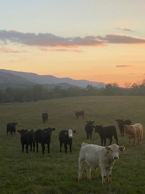 Cows On A Farm, Ranch Astethic, Heartland Aesthetic, Cows Aesthetic, Vision Poster, Fall On The Farm, The Soft Life, A Soft Life, House With Land