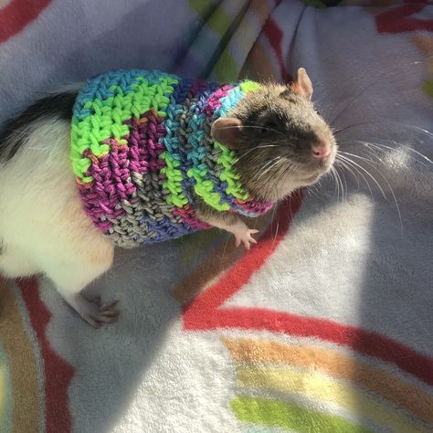 Rat Sweater, Hairless Rat, Rat Silhouette, Dumbo Rat, Painted Rocks Kids, Cute Rats, Random Colors, Pet Rats, Sweater Crochet Pattern