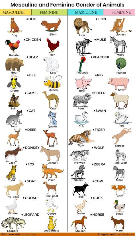 Masculine And Feminine Gender Of Animals List - Ultimate Masculine And Feminine Gender, Gender Of Animals, Female Pet Names, Male And Female Animals, Gender Words, Animals Name List, Animals List, Fruits Name In English, Animals Name In English