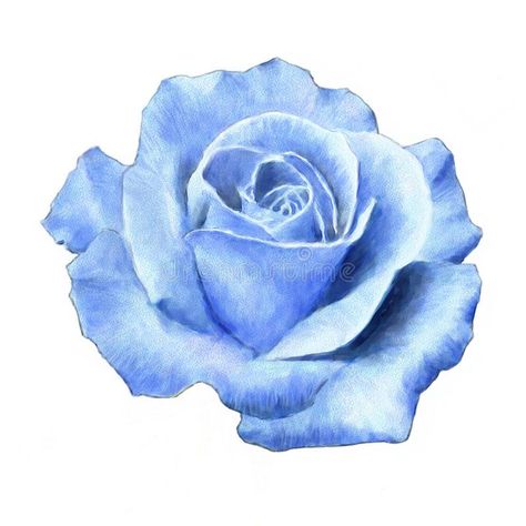 Rose. Blue rose on a white background. Watercolor painting , #AFFILIATE, #rose, #Blue, #Rose, #white, #painting #ad Blue Rose Drawing, Background Watercolor Painting, Celebrities Tattoos, Rose Drawing Tattoo, Watercolor Pencil Art, Light Blue Roses, Roses Art, Rose Flower Pictures, Tattoos Quotes