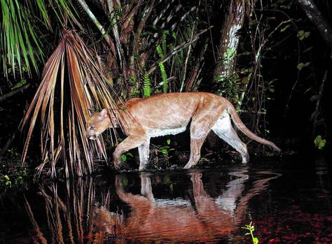 Florida Panther, Wild Hog, Surviving In The Wild, Cat Species, Florida State Parks, Wildlife Habitat, Florida Panthers, Old Florida, Whitetail Deer