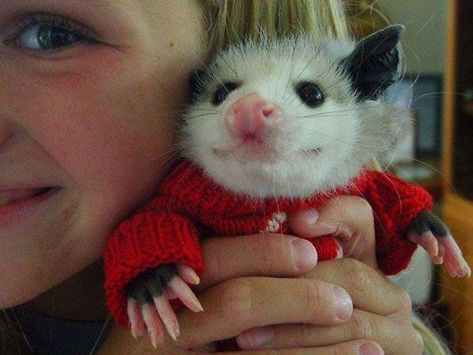 24 Cute Possums Who Nailed The Art of Adorable (Photos) Baby Opossum, Baby Possum, Cutest Animals On Earth, Awesome Possum, Baby Animals Pictures, Pet Holiday, Junk Journaling, Animal Fashion, Cute Creatures