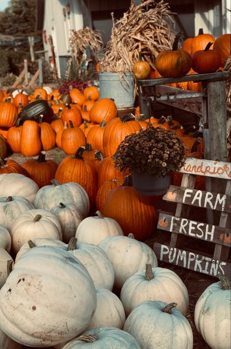 Autumn Farmers Market, Farmers Market Aesthetic, Pumpkin Patch Farm, Farm Aesthetic, Market Aesthetic, Autumn In New York, Winter Love, Christmas Collectibles, Farm Fresh