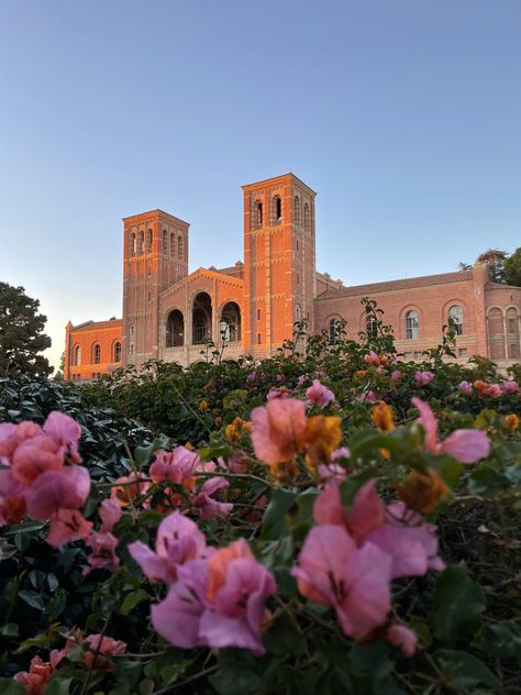 Ucla Wallpaper Aesthetic, Ucla College Aesthetic, Ucla Vision Board, California College Aesthetic, Ucla Campus Aesthetic, Ucla Wallpaper, Ucla Aesthetics, Ucla College, Ucla University