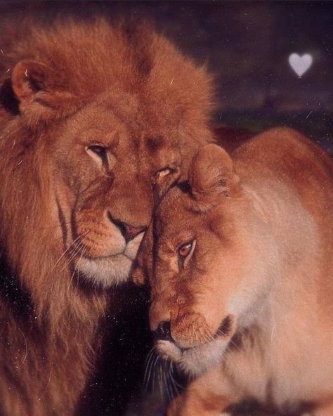 Pin by Marcos Arthur on Apolo_Rei in 2022 | Lion love, Animals, Lions Wallpaper Ideas Iphone, Drawings Wallpaper, Wallpaper Colorful, Lion Love, Iphone Aesthetic, Love Animals, Wallpaper Ideas, Colorful Wallpaper, Iphone Wallpapers