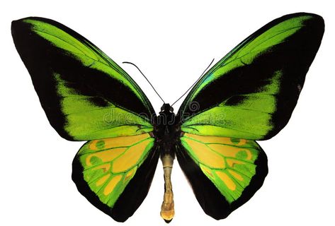 Butterfly Identification, Birdwing Butterfly, World Illustration, Big Butterfly, Butterfly Species, Butterfly Poster, Butterfly Images, Butterfly Photos, Bird Wings