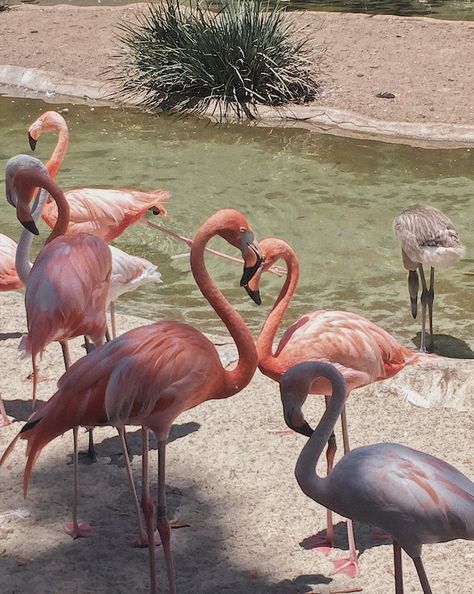 Caught these flamingos at the San Diego zoo making a heart!! San Diego Zoo Aesthetic, Aesthetic Alice In Wonderland, Flamingo Aesthetic, Queen Of Hearts Aesthetic, Flamingo Heart, Flamingo Animal, Thea Stilton, Florida Flamingo, Hearts Aesthetic