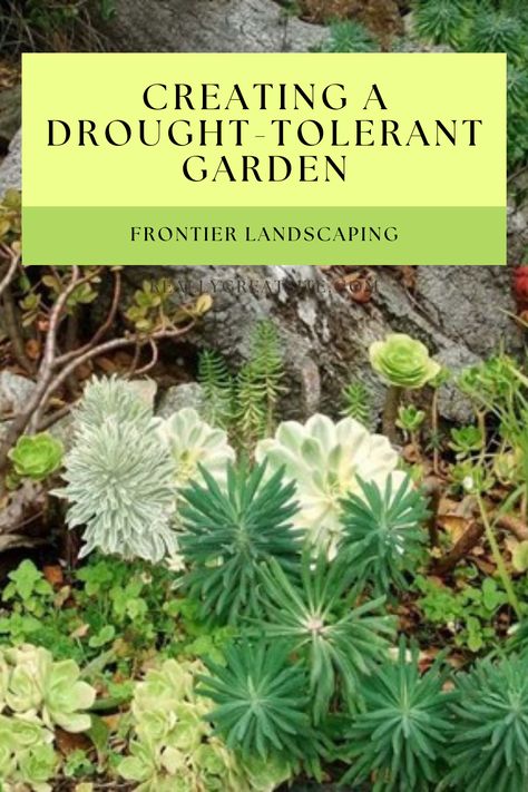 Drought tolerant plants growing in a garden. Pacific Nw Landscaping Ideas, Pacific Northwest Landscaping, Gabriola Island, Ways To Conserve Water, Pacific Northwest Garden, Mexican Feather Grass, Northwest Landscaping, Low Water Gardening, West Facing Garden