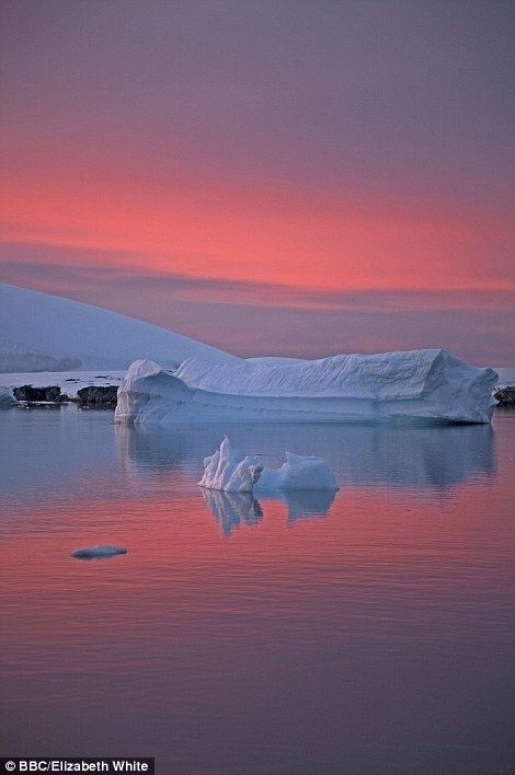 Frozen Planet, Whale Pictures, Planets Images, Shade Of Pink, Breathtaking Places, Pretty Landscapes, Amazing Pics, Nature Scenes, Amazing Nature