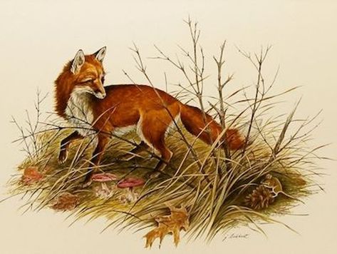 I’m a Fox | www.splicetoday.com Books Sculpture, Fox Art Print, Fox Images, Vintage Fox, Fox Illustration, Wildlife Paintings, Pet Fox, Fox Art, Book Illustrations