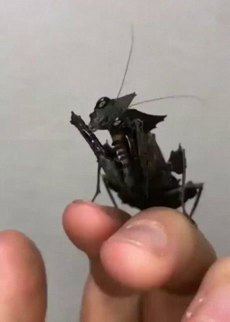 Black Mantis, Weird Insects, Mantis Religiosa, Cool Insects, Cool Bugs, Beautiful Bugs, Unusual Animals, Terraria, Haiwan Peliharaan