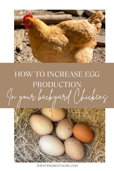 Ever wonder if it's possible to increase the number of eggs your chickens lay? This complete guide will take you through the steps of ensuring your chickens are well cared for, resulting in a higher egg production. From diet, light exposure, and nesting box comfort to understanding natural egg-laying patterns, we will explore the best practices for getting your backyard chickens to lay more eggs. Backyard Homesteading, Chicken Shed, Growing Organic Vegetables, Chicken Care, Backyard Chicken Farming, Lighting Tips, Egg Production, Homestead Gardens, Backyard Flocks