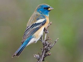 Lazuli Bunting - eBird Lazuli Bunting, Bunting Bird, Indigo Bunting, All Birds, Bird Species, Bird Watching, Bird Houses, Beautiful Birds, Bunting