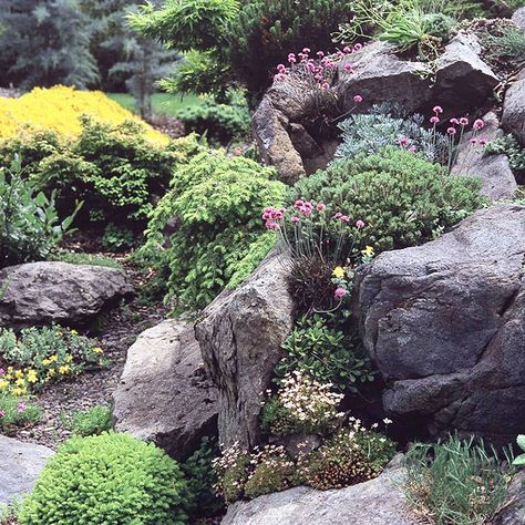 As you choose plants and design your garden, consider form as well as color. Pair perennial favorites with dwarf conifers that bring year-round texture and height to the scene. In this rocky site, the bright pink blooms of perennial sea thrift (Armeria maritima) softly enhance the sculptural forms of dwarf conifers and large boulders. Armeria Maritima, Sea Thrift, Garden Landscaping Design Ideas, Rockery Garden, Yard Inspiration, Hillside Garden, Alpine Garden, Landscaping With Boulders, Rock Garden Plants