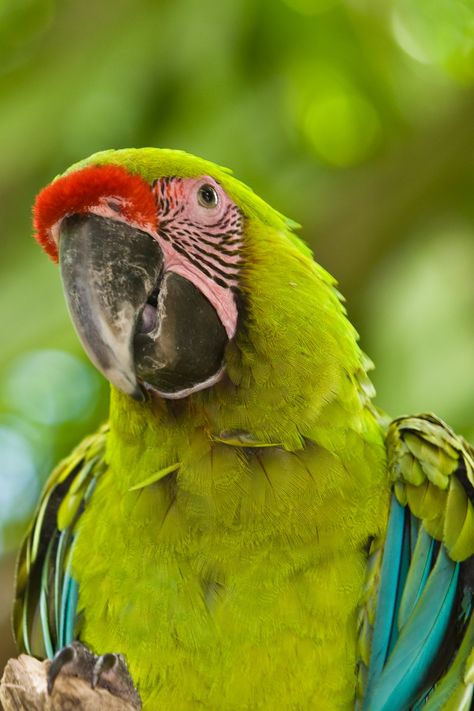 Buffon's Macaw or Great Green Macaw | Brett & Donna Symons | Flickr Great Green Macaw, Green Macaw, Macaw Art, Holy Trinity Tattoo, Trinity Tattoo, Colourful Birds, Colorful Birds, Holy Trinity, Reference Images