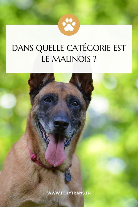 Le malinois a une robe de couleur fauve avec un masque noir bien marqué au niveau du visage. C’est un chien très intelligent et plutôt facile à éduquer même s’il peut se montrer un peu têtu. Le berger belge malinois fait partie de la catégorie des chiens de taille moyenne avec un poids compris entre 20 et 30 kg. Mais de quelle catégorie fait-il partie ? Berger Malinois, Chihuahua