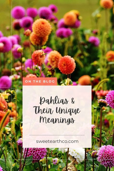 Today we’re talking about something a little different: the meaning of dahlias. Did you know that dahlia varieties have different meanings based on their color? We’re going to cover the meanings of some of our favorite types in this blog post. Dahlia Meaning Language Of Flowers, Dahlia Flower Aesthetic, Daliah Flower, Delilah Flower, Dahlia Flower Garden, Dahlia Varieties, Flower Poem, Slow Flower, Unique Meaning