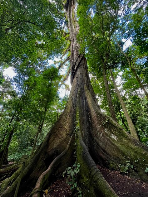 Rainforest Trees, Trees, Collage, Pins, Quick Saves