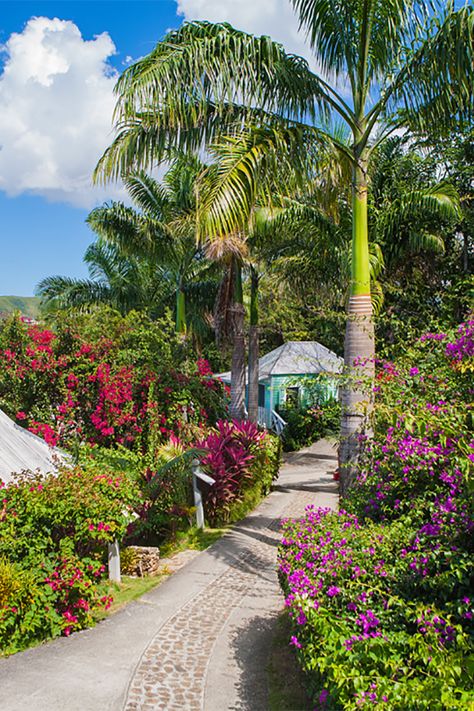 Caribbean Garden, Foreign Places, Travel Caribbean, Architectural Landscape, Palm Beach Style, Grow Plants, Shiva Wallpaper, Beach City, Tropical Beaches