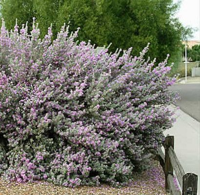 Sage Bush, Texas Sage, Texas Landscaping, Purple Sage, Desert Garden, Hardy Plants, Evergreen Shrubs, Ornamental Plants, Landscaping Plants