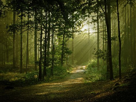 When through the woods and forest glades I wander, and hear the birds sing sweetly in the trees... 숲 사진, Belle Nature, Forest Path, Forest Wallpaper, Beautiful Forest, Airbrush Art, Forest Photography, Nature Tree, Tree Forest