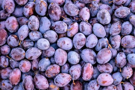 Everything You Need to Know About Damson Plums - Minneopa Orchards Damson Plum, Sour Plum, Spring Months, Blue Fruits, Plum Tree, Arbour Day, Bountiful Harvest, Delicious Fruit, Garden Trees