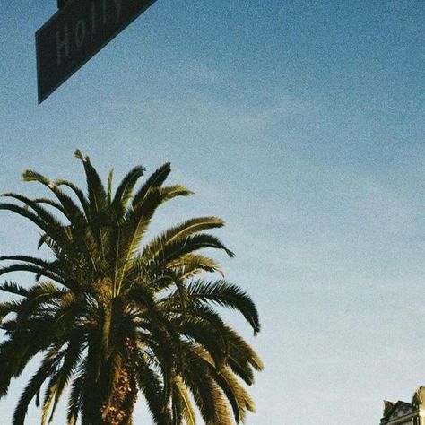 palm trees Hollywood walk of fame Los Angeles film photography Analog Photography, On Film, 35mm Film, Vienna, Sunny Days, Sunnies, Hollywood, Angeles, Angel