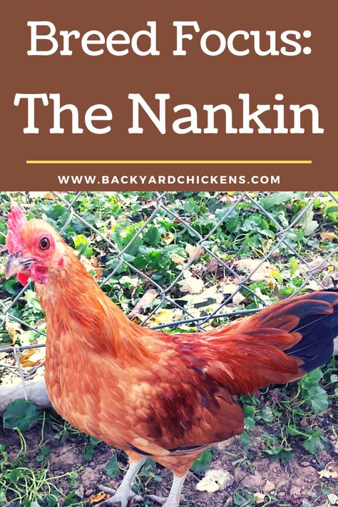 Nankin Bantams (aka Nankeen bantams) is one of the oldest known bantam breeds. It’s origins are obscure, but it is thought to have originated in Southeast Asia in the Nankin or Nanking region of China. The breed is believed to have arrived in England prior to the 1500’s, where it found use on the country estates of Britain for its ability to hatch and rear game bird chicks. Read on to find out more about this exceptional chicken breed. Bantam Breeds, Bantam Chicken Breeds, Bantam Chicken, Bantam Chickens, Country Estates, Game Birds, Chicken Breeds, Southeast Asia, Comb