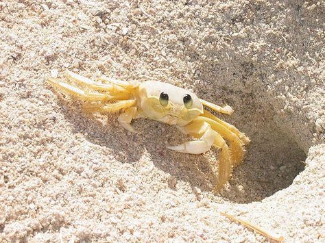 Cangrejo en la arena by festeban, via Flickr Coconut Crab, Cayman Brac, Crab Art, Crab Shells, Animal Study, Hermit Crab, Aquatic Animals, Crustaceans, Marine Animals