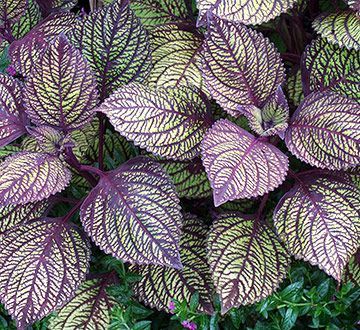 This beauty is another variety of coleus.  Sun-tolerant coleus with patterned veins is easy to grow. It is an annual foliage plant that thrives in warm weather with moist soil conditions. You also can plant it in container gardens or landscape beds for season-long color. Most varieties can be grown in sun or shade, but often develop more intense coloration in bright light. Purple Plants, Sun Plants, Deco Floral, Bed Ideas, Garden Bed, Shade Plants, Foliage Plants, Purple And Green, The Grass