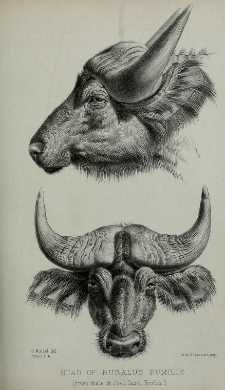 Scientific Illustration Animals, Zoological Illustration, Fauna Illustration, Scientific Drawing, Science Illustration, Scientific Illustration, Animal Sketches, Zoology, Nature Illustration