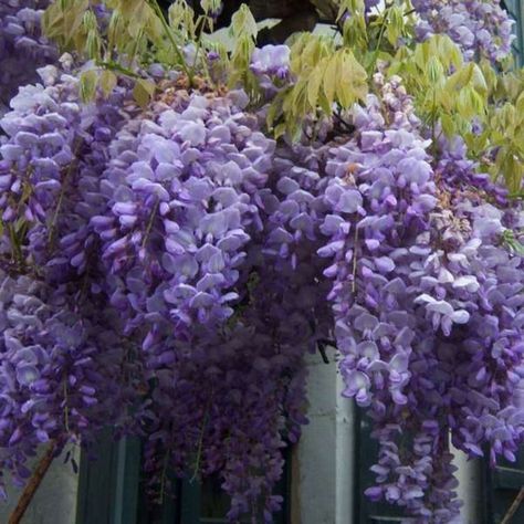 Wisteria is the most beautiful climber around – and, yes, you can grow it at home in pots... Wisteria In Pots, Wisteria In A Pot, Wall Pergola, Chinese Wisteria, Wisteria Sinensis, California Lilac, Wisteria Plant, Zinc Planters, Purple Wisteria