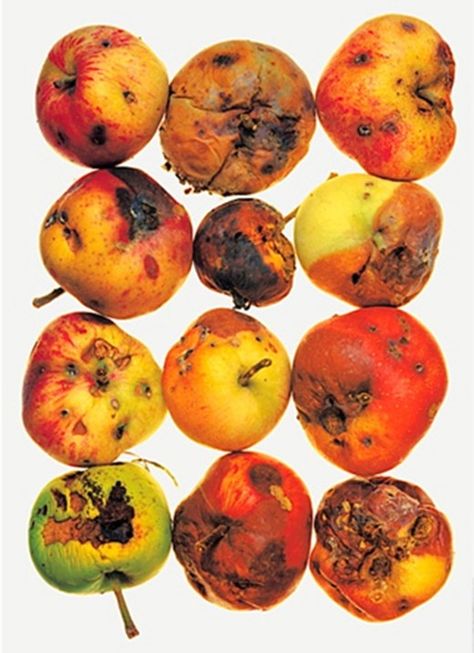 irving penn still life - Google Search Decay Art, Rotten Fruit, A Level Photography, Irving Penn, Growth And Decay, Food Artists, Beautiful Food Photography, Fruit Photography, Still Life Photographers