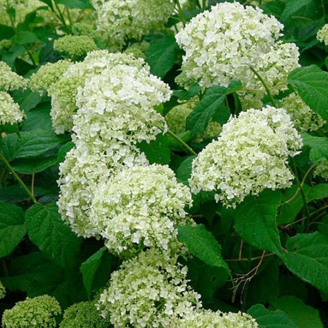 When To Prune Hydrangeas, Hydrangea Arborescens Annabelle, Pruning Hydrangeas, Hydrangea Tree, Lime Rickey, Annabelle Hydrangea, Big Leaf Hydrangea, Smooth Hydrangea, Hydrangea Arborescens