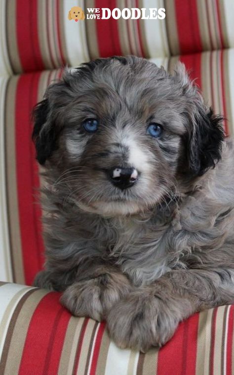 Are you looking to introduce a puppy like the Blue Merle Cavapoo into your home? These rare coat colors in the Cavapoo mixed breed are unique and have specific personalities, changing coat colors, and even medical conditions that set them apart from other dog breeds. Want to find out everything you need to know about the Cavapoo Blue Merle breed and the Merle gene? Then keep reading. Learn all about the Blue Merle Cavapoo dog below. Merle Cavapoo, Cavapoo Dogs, Cavapoo Puppies, Blue Merle, Cute Dogs And Puppies, Mixed Breed, A Puppy, Medical Conditions, Personalities