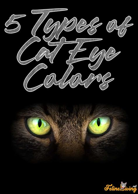 5 Types of Cat Eye Colors Explained Cat Eye Art, Albino Cat, Yellow Tattoo, Eye Color Chart, Eye Meaning, Cat Eye Colors, Cats Eyes, Cat Personalities, Himalayan Cat