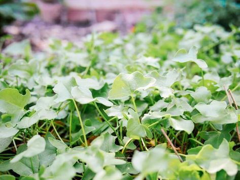 True French sorrel grows low to the ground to form an edible ground cover Orchard Ground Cover, Edible Groundcover, French Sorrel, Shade Ground Cover, Fast Growing Ground Cover, Patchwork Ground Cover, Kurapia Groundcover, Curry Leaf Plant, Boost Fertility