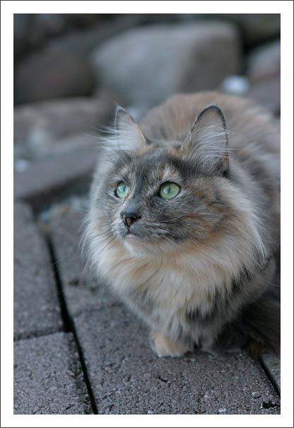 Blue tortie white and green eyes Blue Tortoiseshell Cat, Blue Tortie Cat, Angora Cat, Turkish Angora Cat, Cat References, Teacup Cats, Angora Cats, Turkish Angora, Calico Cats