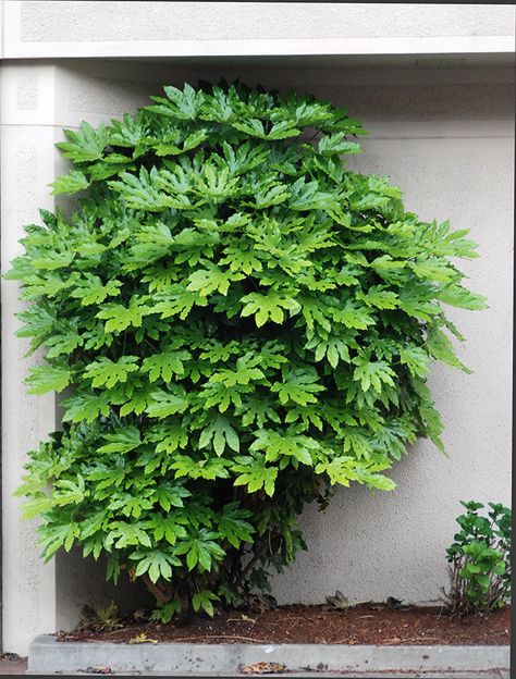 Fatsia Japonica Garden, Fatsia Plant, Japonica Plant, Japanese Aralia, Shady Plants, Hardscaping Ideas, Swim Pond, Garden Renovation, Fatsia Japonica