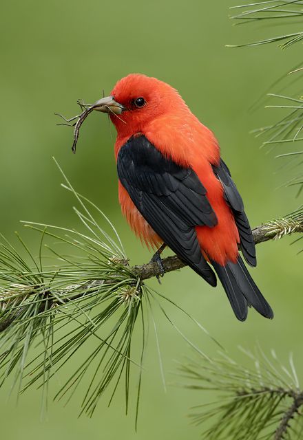 Scarlet Tanager, Garden At Home, Environmental Education, Kinds Of Birds, Bird Watcher, Cape May, Backyard Birds, Exotic Birds, Bird Pictures