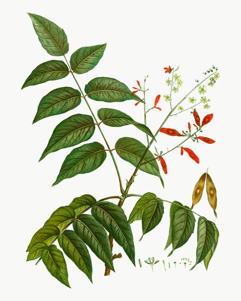 Tree Of Heaven, Judas Tree, Kalmia Latifolia, Historical Drawings, Plant Images, Botanical Artwork, Floral Drawing, Plant Identification, Eco Printing