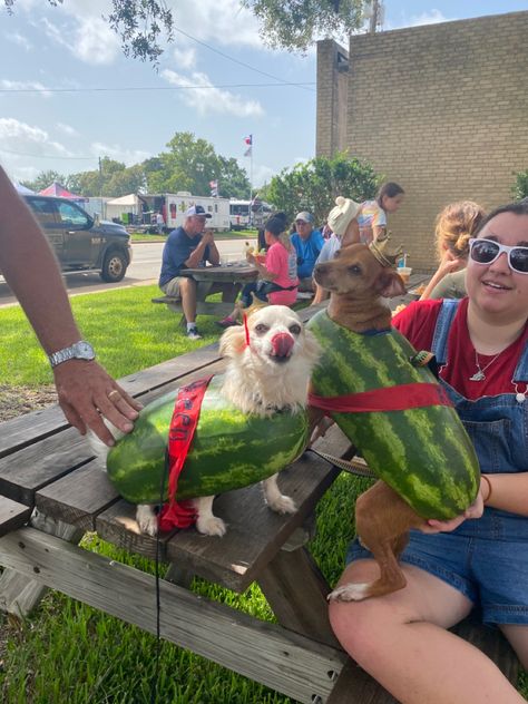 Watermelon For Dogs, Watermelon Festival, 4th Of July, Watermelon, Festival, Dogs, Animals