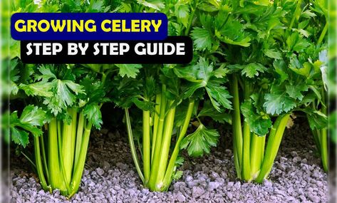 How To Grow Celery, Grow Celery, Growing Celery, Spring Crops, Survival Stuff, Plant Seedlings, Growing Veggies, Gardening Hacks, Soil Testing