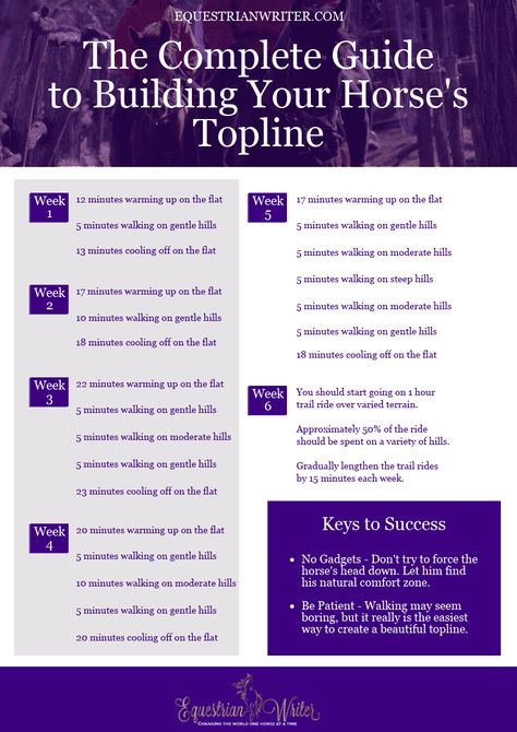 Building Topline Horse, Horse Conditioning Schedule, Horse Conditioning Plan, Horse Topline Exercise, Horse Exercises To Build Topline, Equestrian Training, Riding Exercises, Horse Training Exercises, Riding Tips