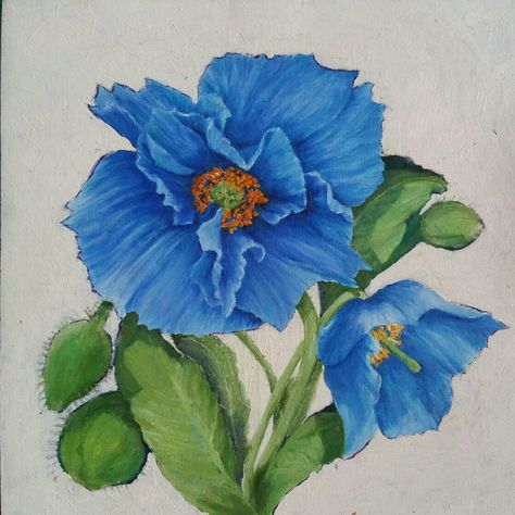 Blue Himalayan Poppy by Celia Harvey Himalayan Blue Poppy Painting, Rose Flowers Drawing, Himalayan Poppy, Himalayan Blue Poppy, Decoration Craft Ideas, Pot Drawing, Basic Flower, Bouquet Images, Poppy Drawing