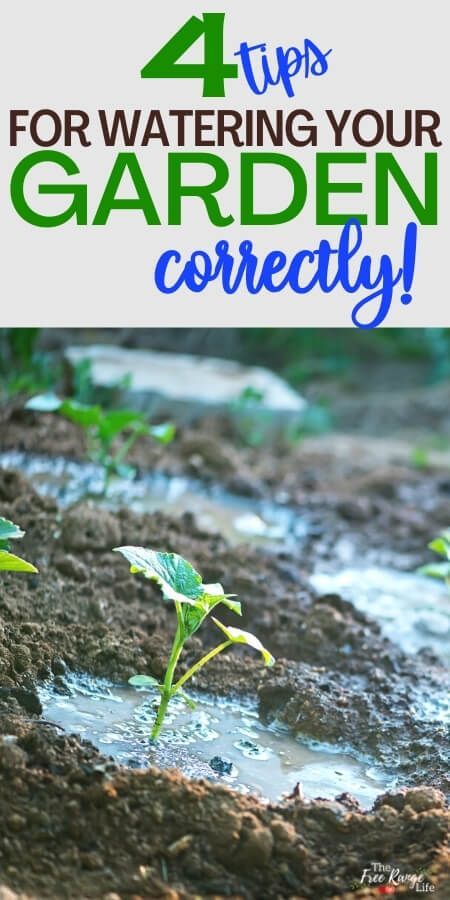 Water Garden Plants, Master Gardener Program, Saving Seeds, Garden Watering System, Peaceful Garden, Gardening Guide, Vegetable Garden Tips, Watering Plants, Garden Sprinklers